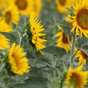 RGT WOLLF słonecznik RAGT Polska