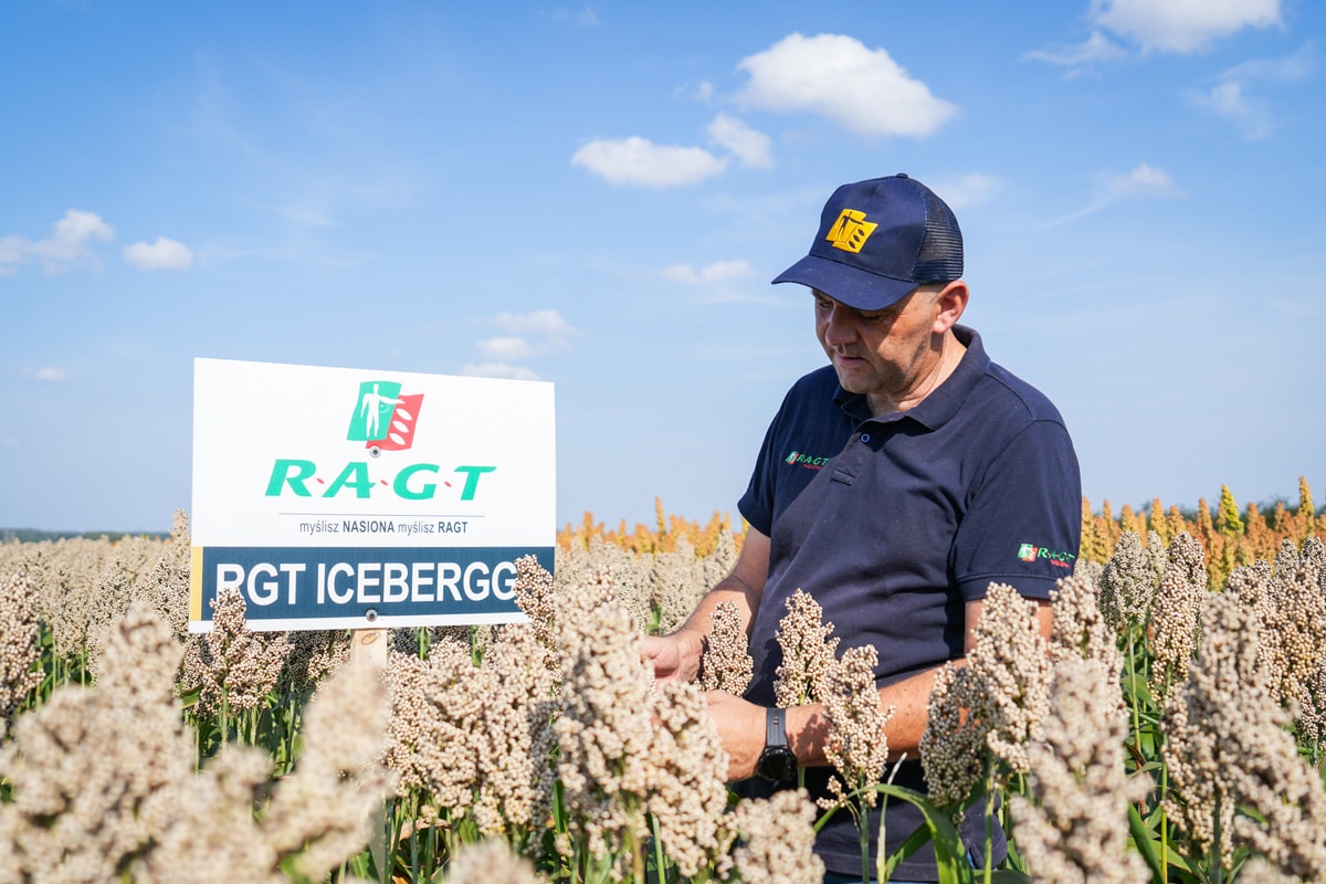 Sorgo na ziarno RGT Icebergg nasiona białe sorgo do siewu RAGT Polska nasiona materiał siewny sorgo