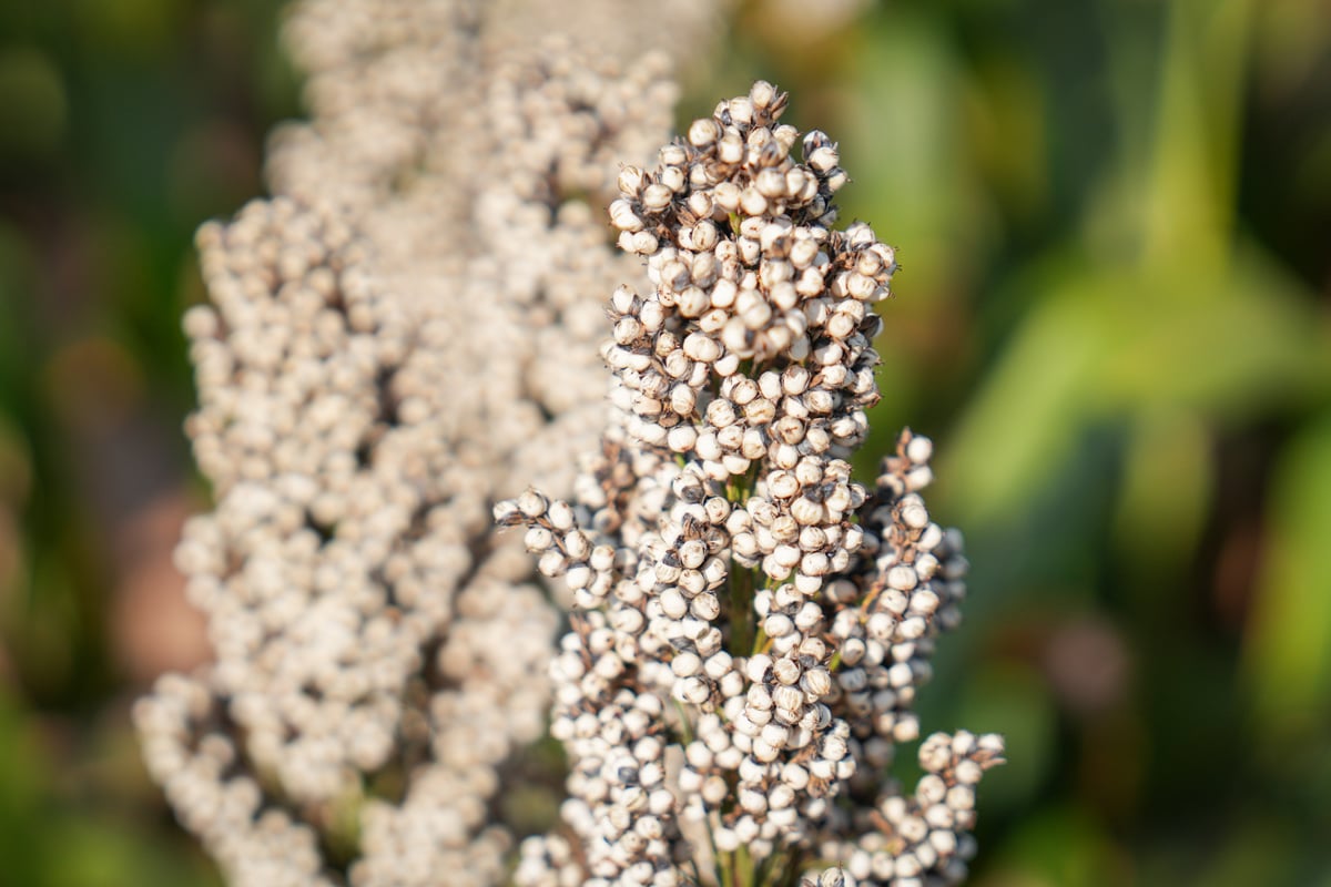 Sorgo na ziarno RGT Icebergg nasiona białe sorgo do siewu RAGT Polska nasiona materiał siewny sorgo