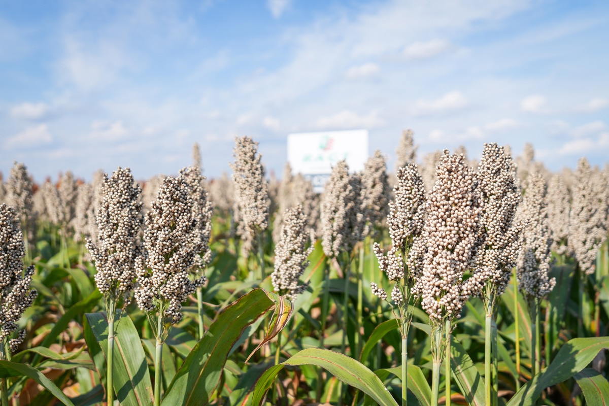 Sorgo na ziarno RGT Icebergg nasiona białe sorgo do siewu RAGT Polska nasiona materiał siewny sorgo