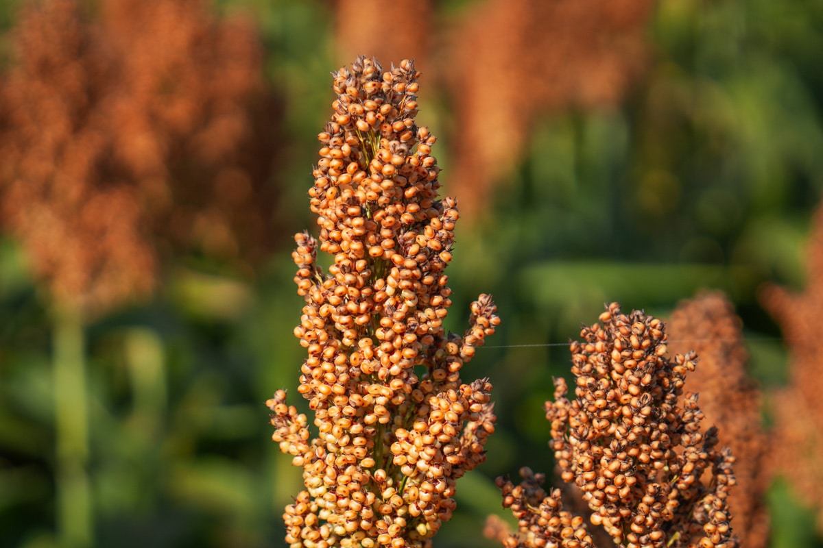 Sorgo na ziarno RGT Leggend nasiona sorgo do siewu RAGT Polska materiał siewny sorgo