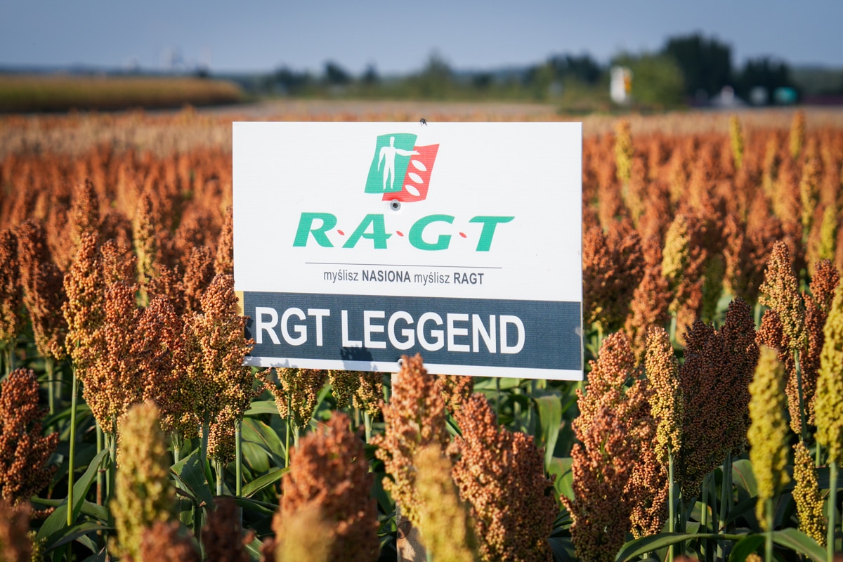 Sorgo na ziarno RGT Leggend nasiona sorgo do siewu RAGT Polska materiał siewny sorgo