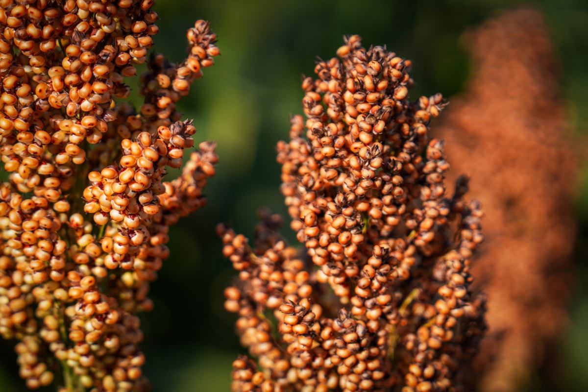 Sorgo na ziarno RGT Leggend nasiona sorgo do siewu RAGT Polska materiał siewny sorgo