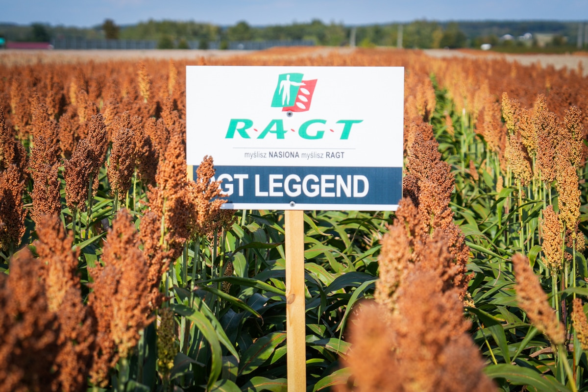 Sorgo na ziarno RGT Leggend nasiona sorgo do siewu RAGT Polska materiał siewny sorgo